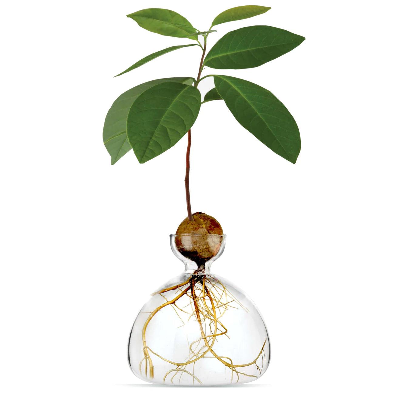 Clear Avocado Vase - Gigglewick Gallery
