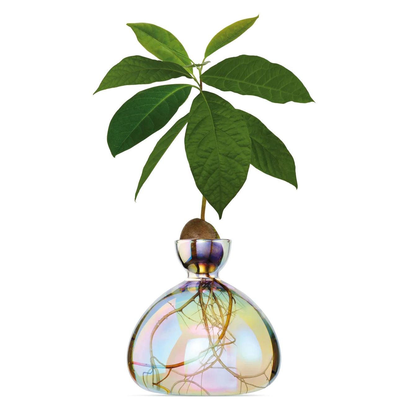 Cosmic Astra Avocado Vase - Gigglewick Gallery