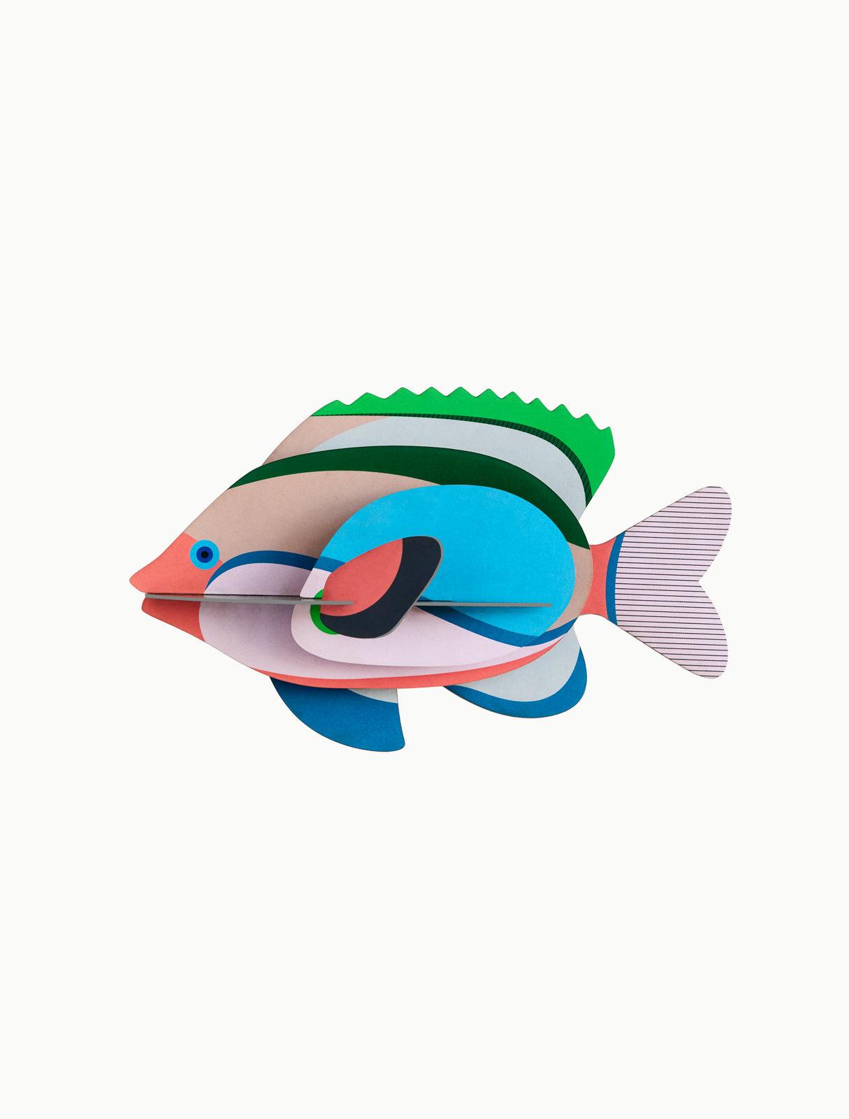 Fairy Wrasse - Gigglewick Gallery