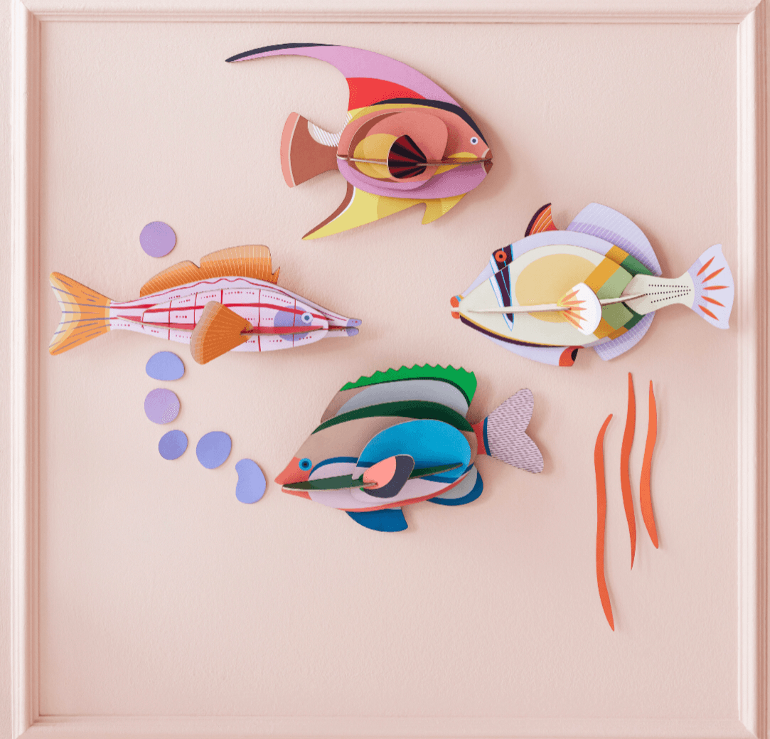 Fairy Wrasse - Gigglewick Gallery