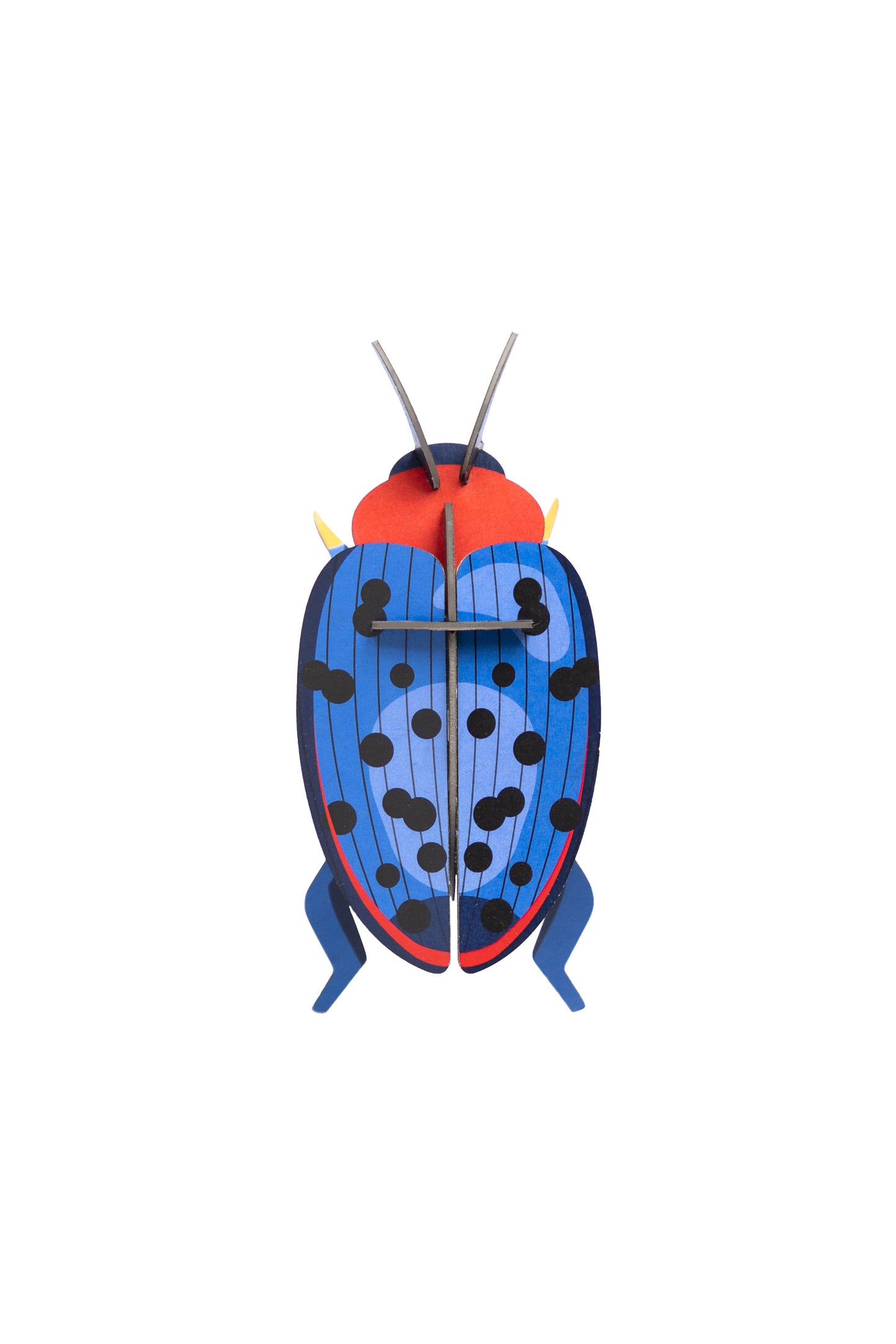 Fungus Beetle