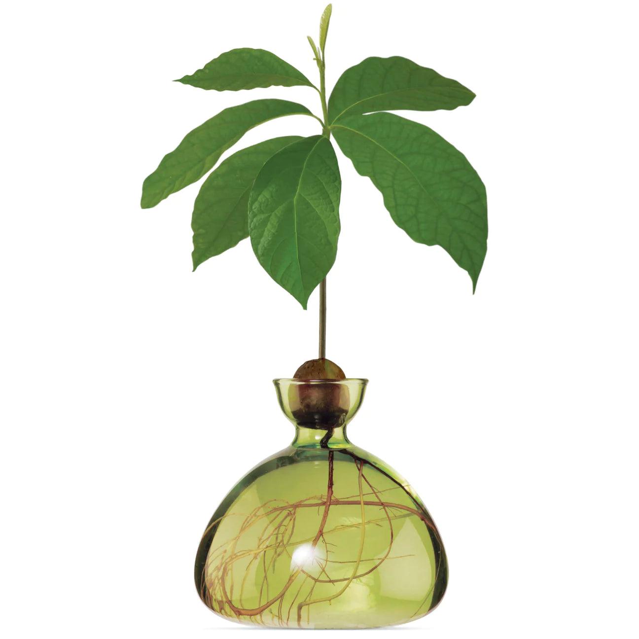 Grass Green Avocado Vase - Gigglewick Gallery