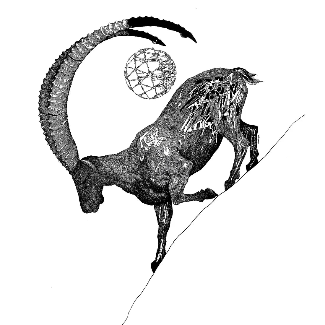 Alpine Ibex