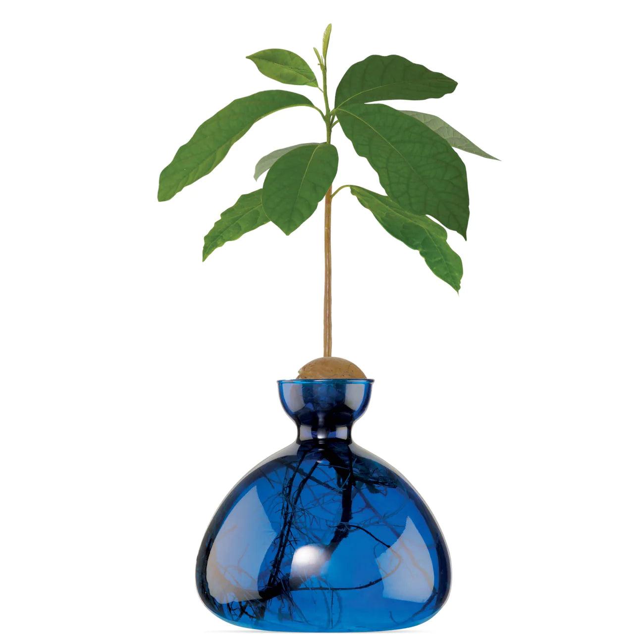 Lapis Blue Avocado Vase - Gigglewick Gallery