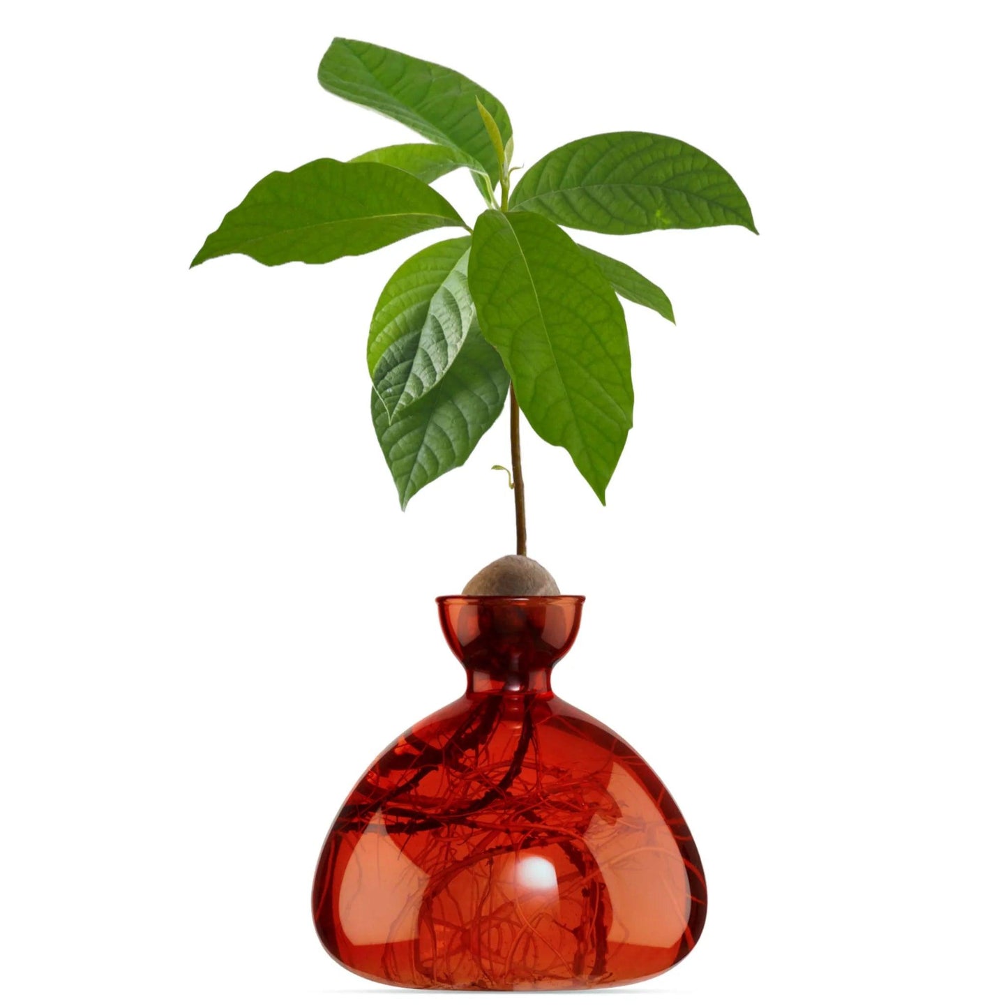 Scarlet Red Avocado Vase - Gigglewick Gallery
