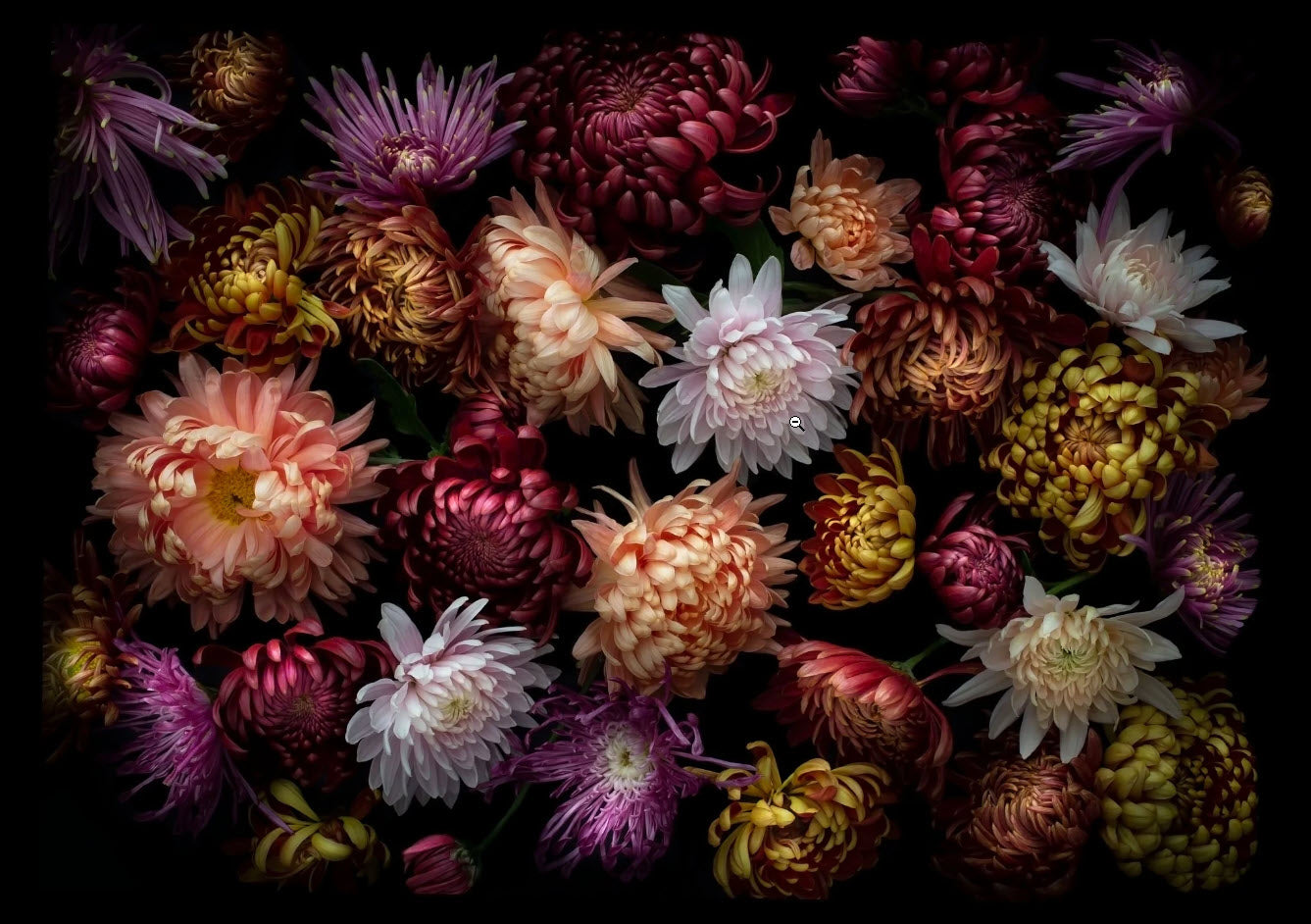 Chrysanthemums