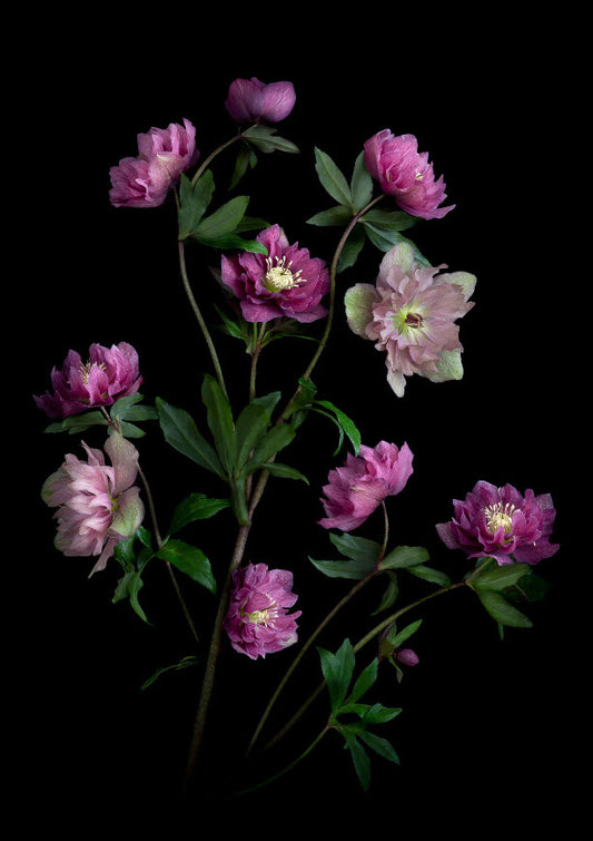 Double Hellebores