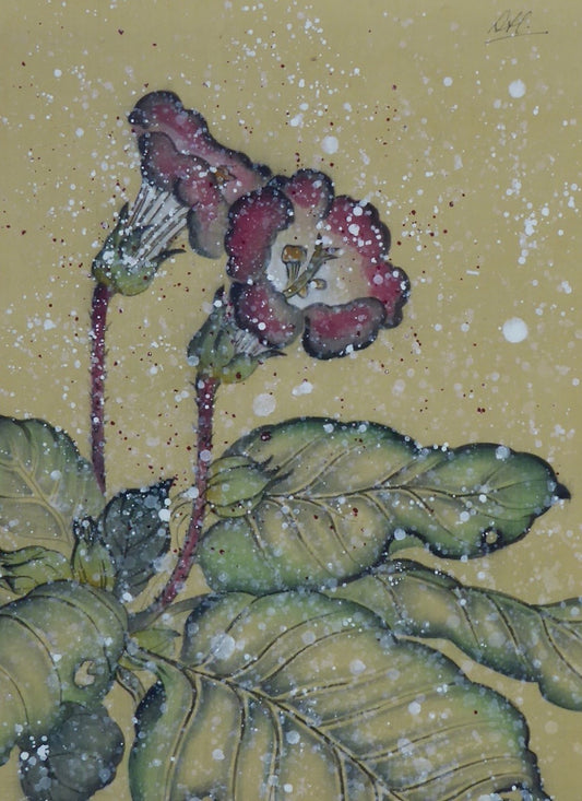Primula