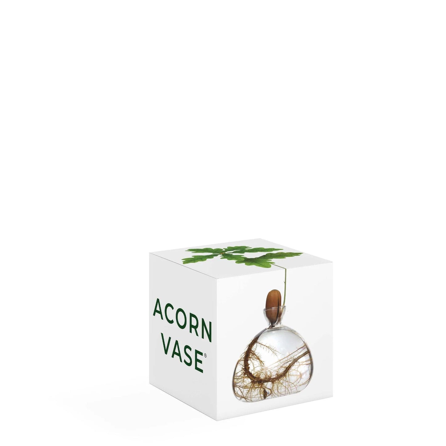 Acorn Vase - Clear - Gigglewick Gallery