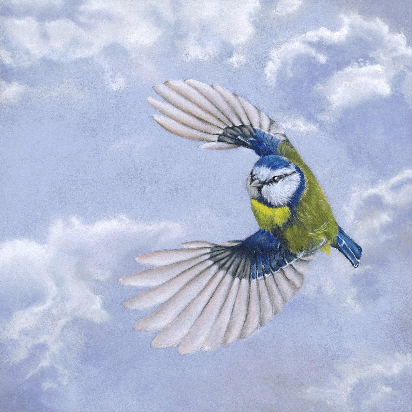 Blue Tit in Flight - Gigglewick Gallery