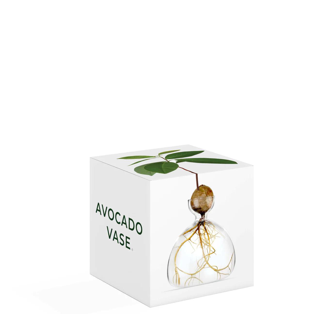 Clear Avocado Vase - Gigglewick Gallery