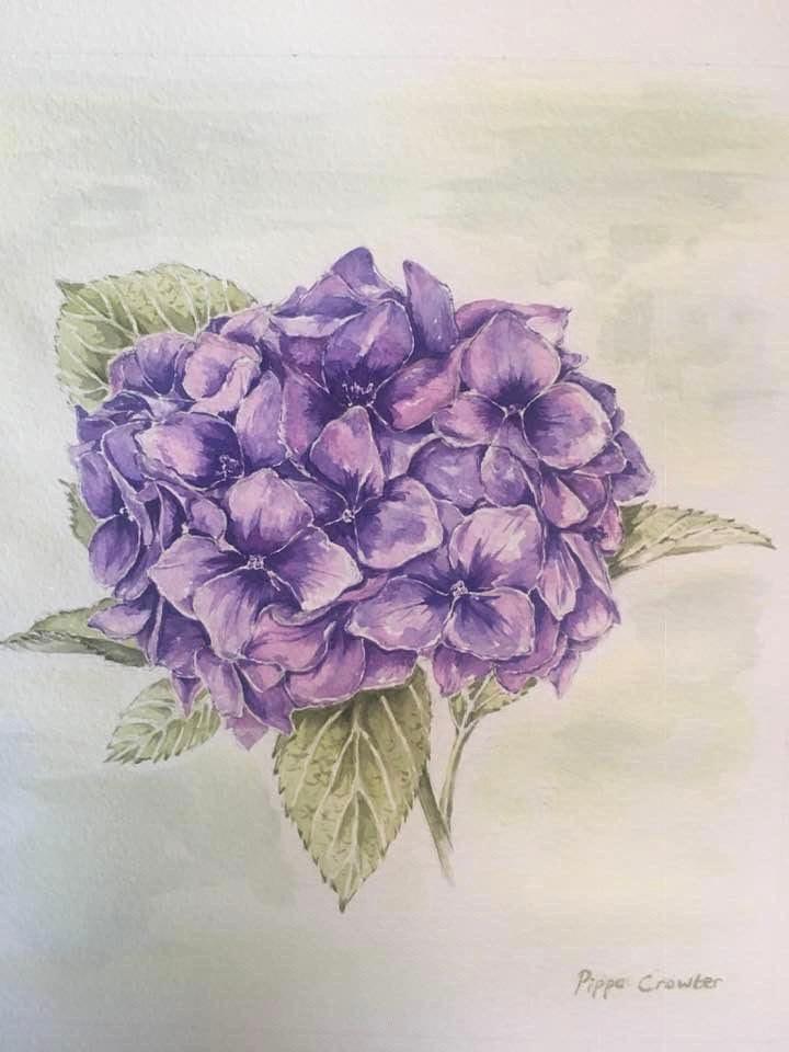 Hydrangea - Gigglewick Gallery