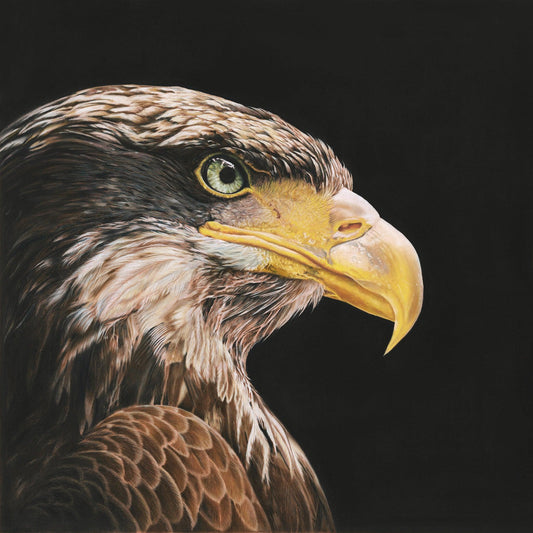 Juvenile Bald Eagle - ‘Intensity’ - Gigglewick Gallery