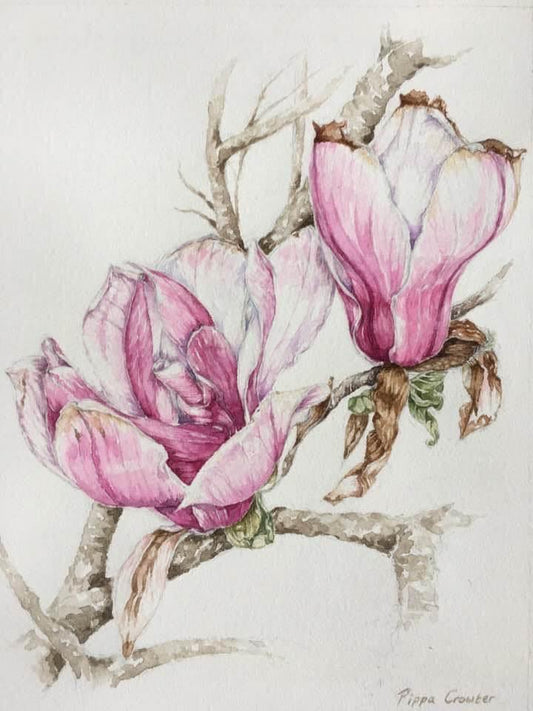 Magnolia Flowers - Gigglewick Gallery