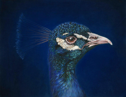Peacock - Gigglewick Gallery
