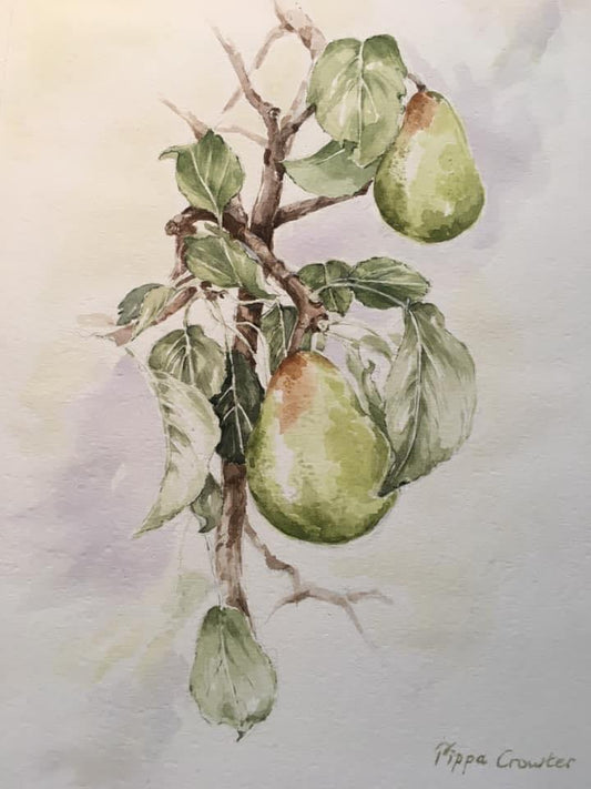 Pears - Gigglewick Gallery