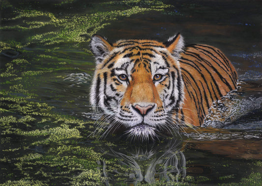 Tiger in Water - Gigglewick Gallery